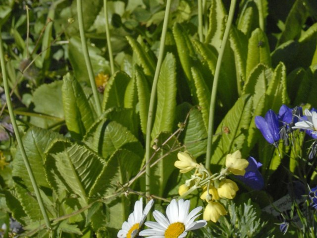 Dei bei fiori gialli